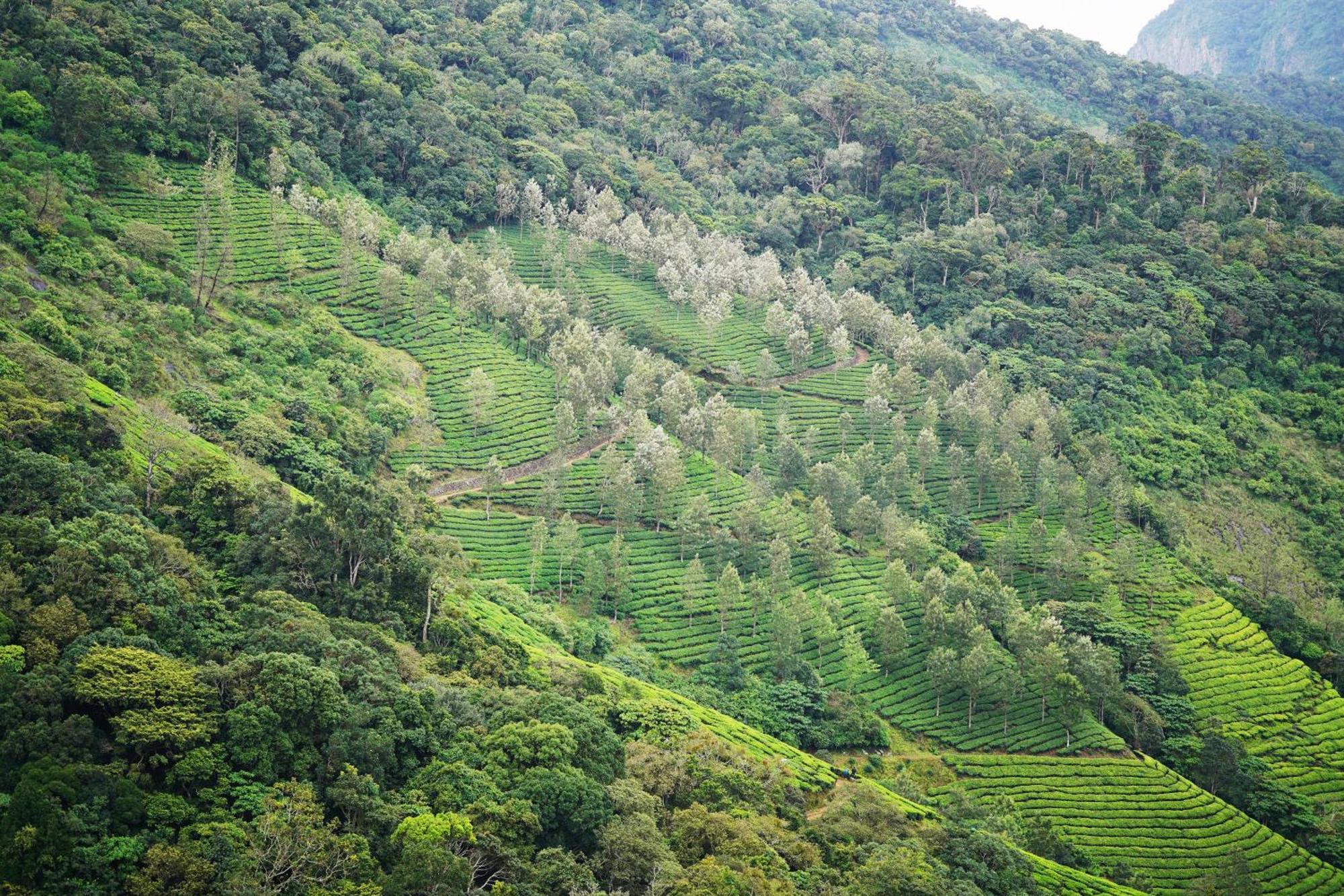The Teatree Munnar Hotel Suryanelli Bagian luar foto